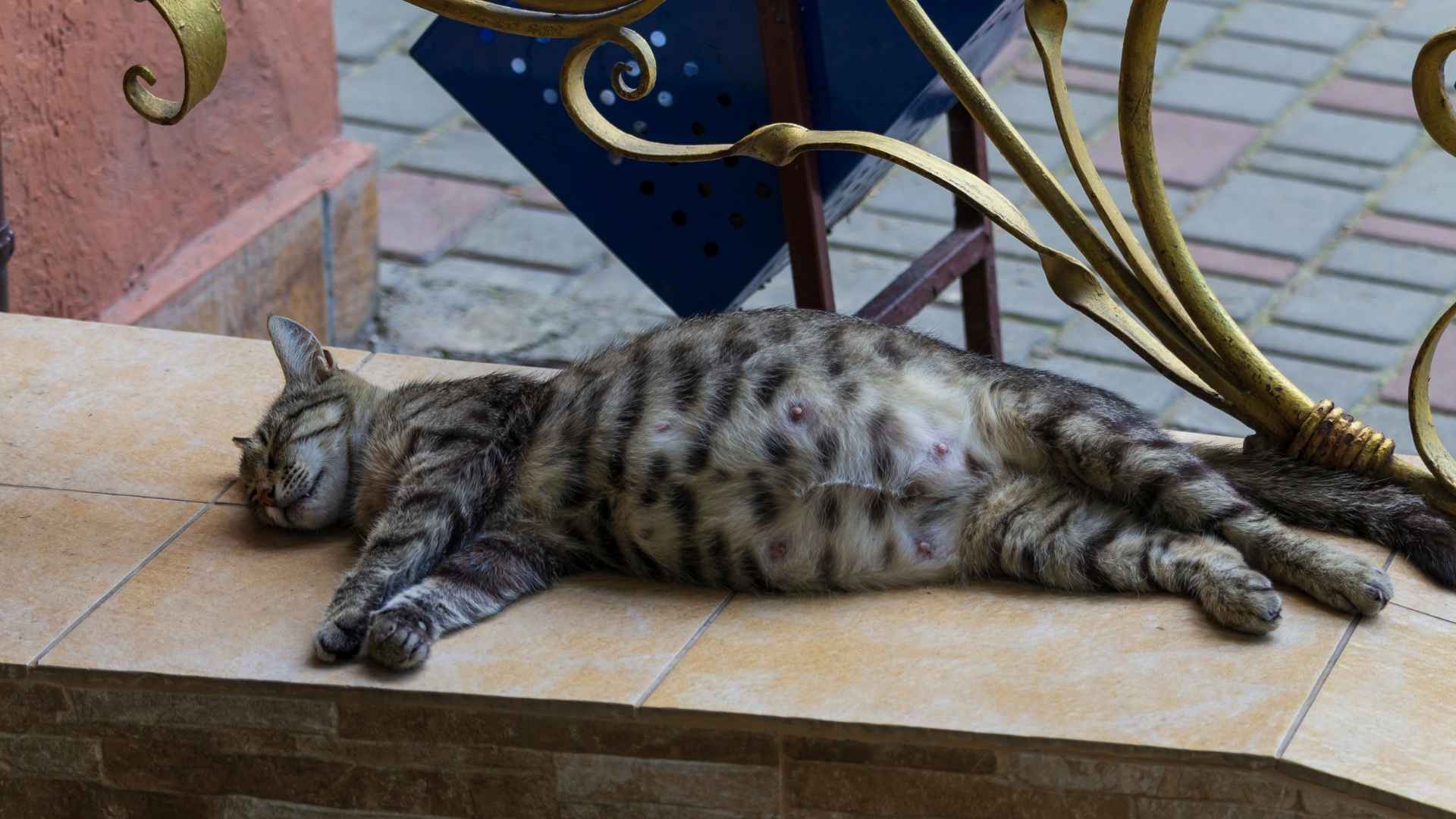 parto de una gata señales y fases